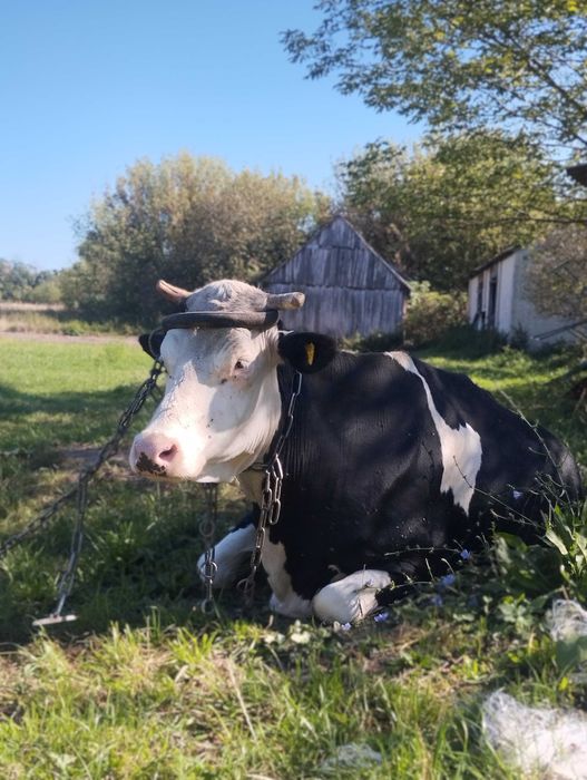 Sprzedam krowę mleczną MM