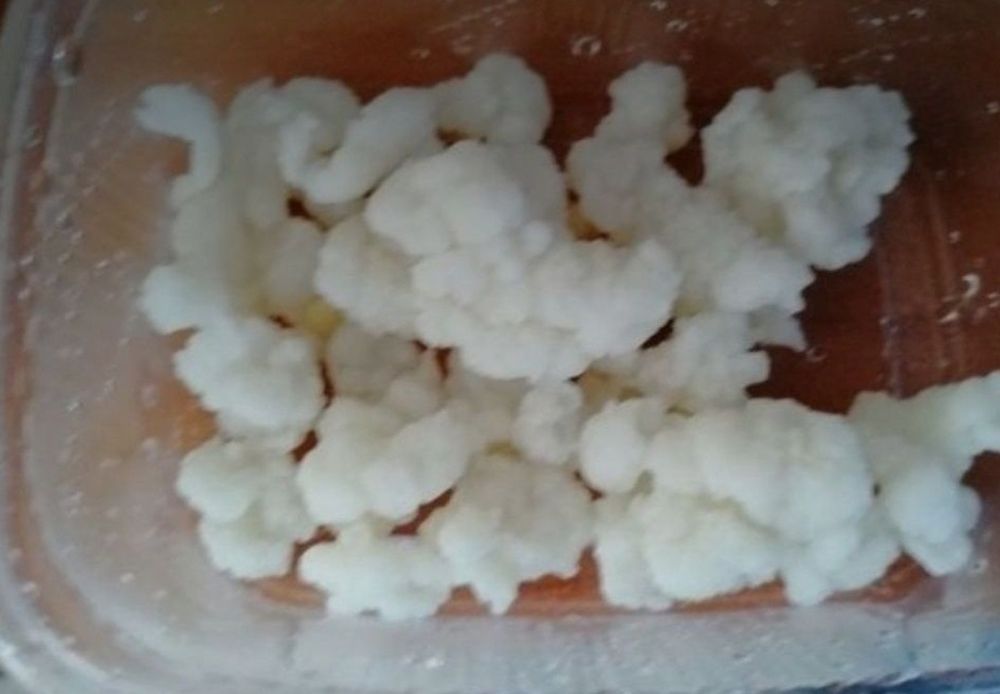 Grzybek tybetański starter kefiru