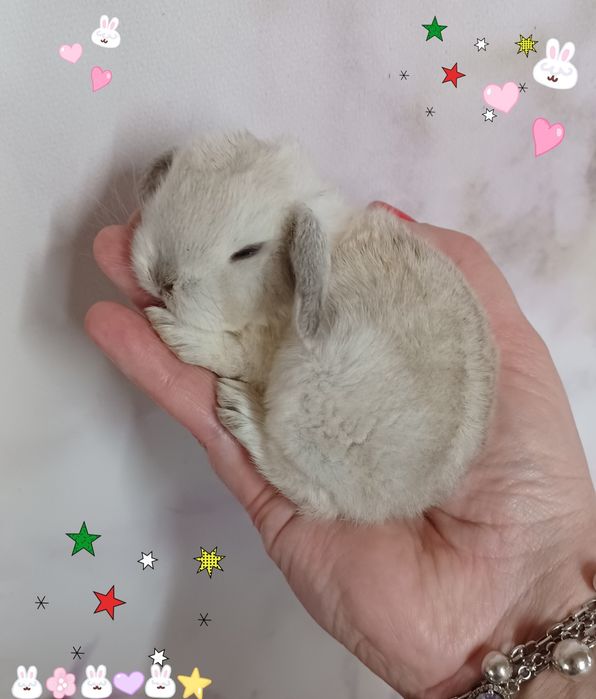 Kroliczki mini lop miniaturka hodowla zarejestrowana
