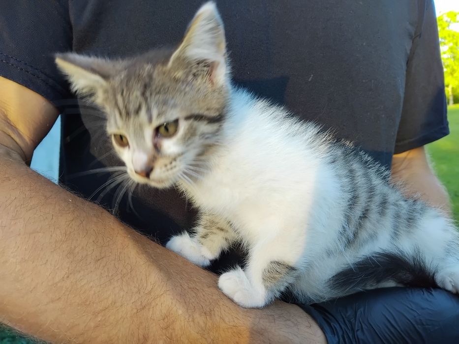 Kocięta szukają swojego Człowieka