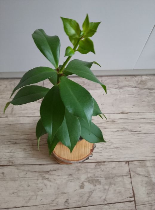 Eszynantus kwiaty pięknie kwitną