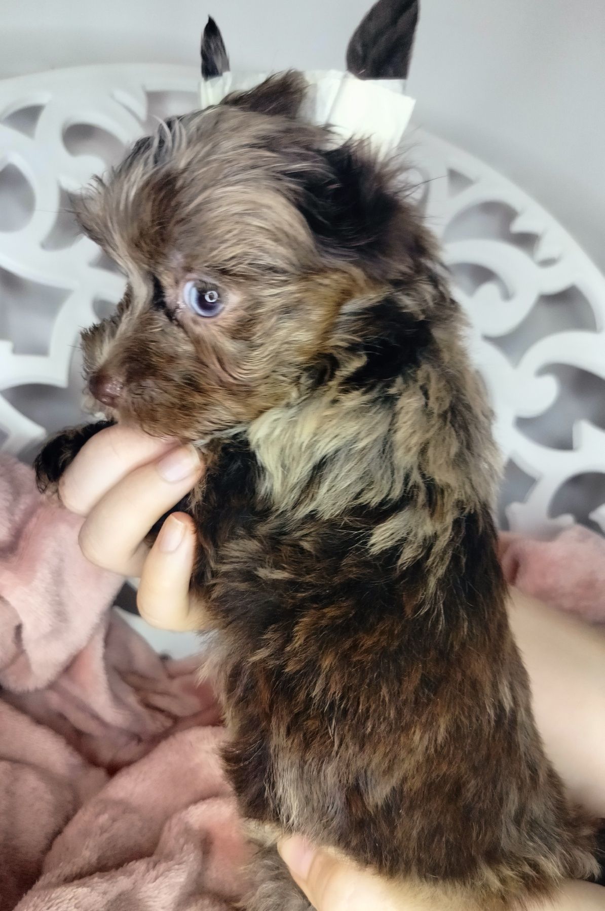 Yorkshire Terrier, pies, XS, Chocomerle