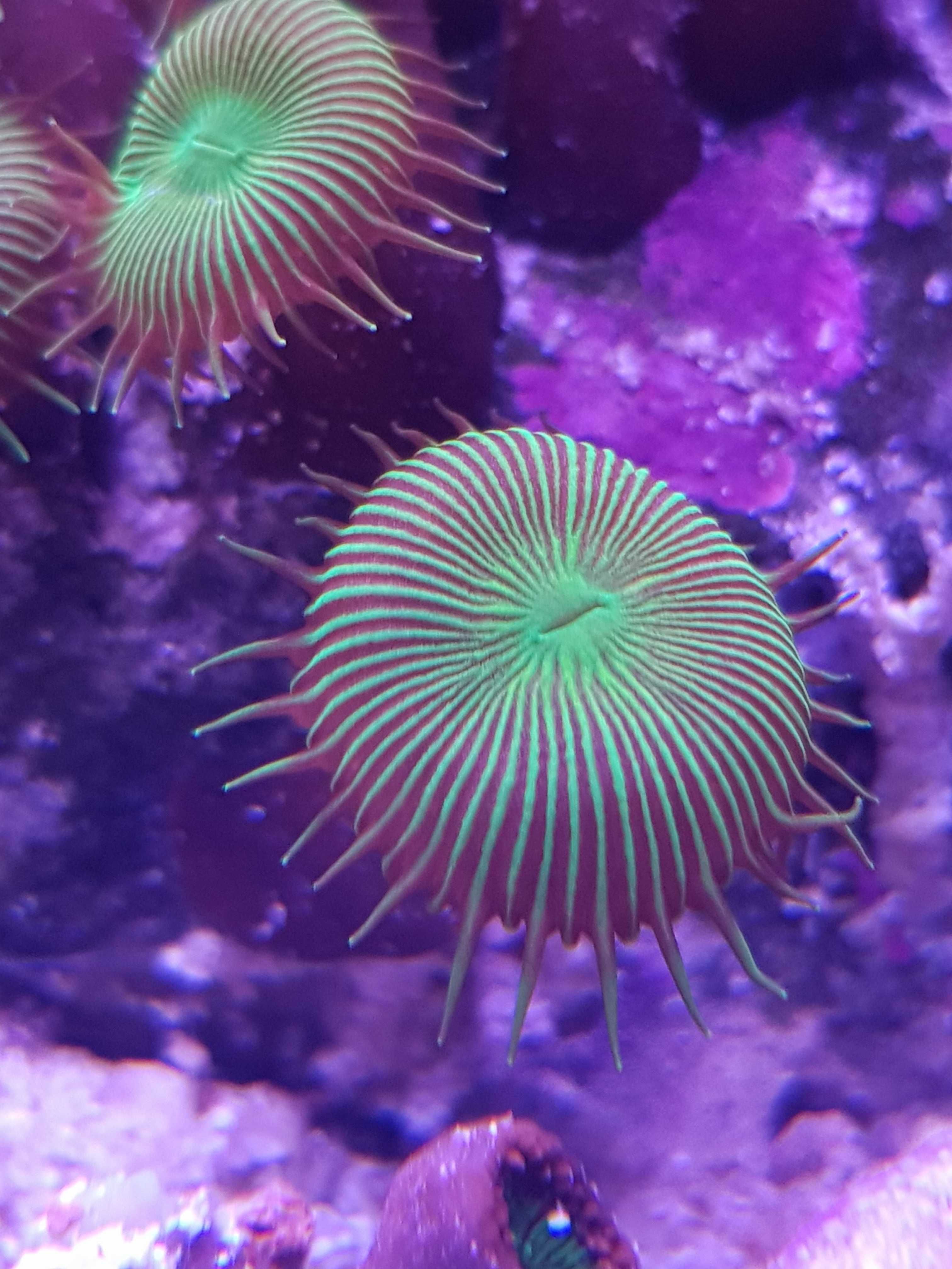 Koralowiec palythoa green zoa zoanthus akwarium morskie