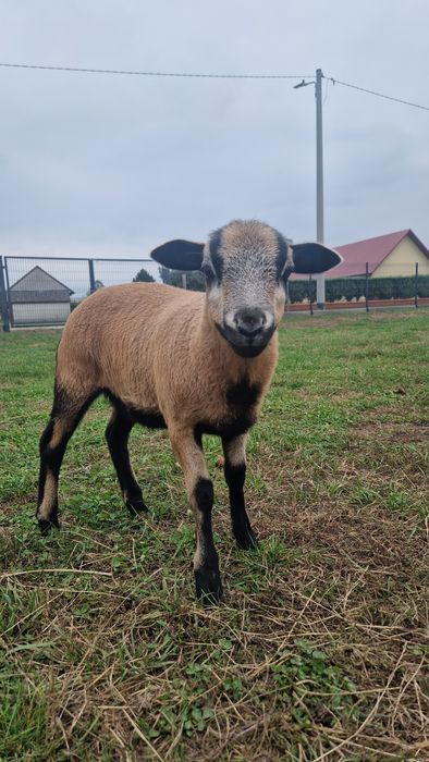 Owieczka Kameruńska-Barbados