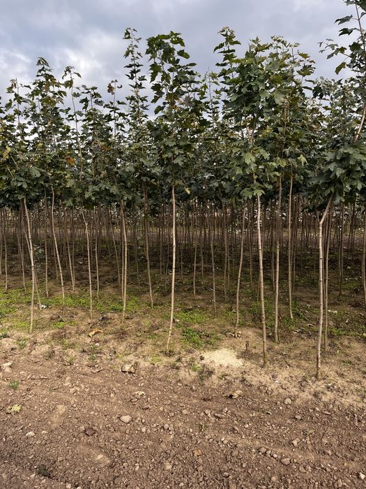 Klon pospolity, klon zwyczajny 6-8, szkółkowany