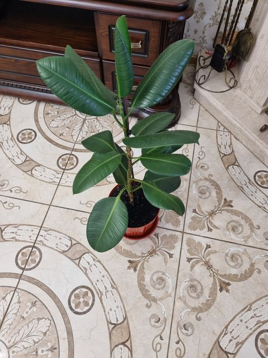 Продам або обміняю Фікус