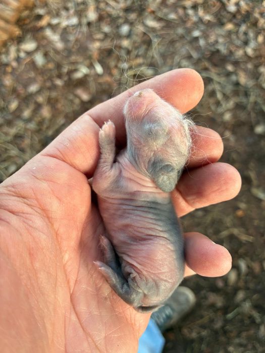 Porcos Vietnamitas, Mini Pigs