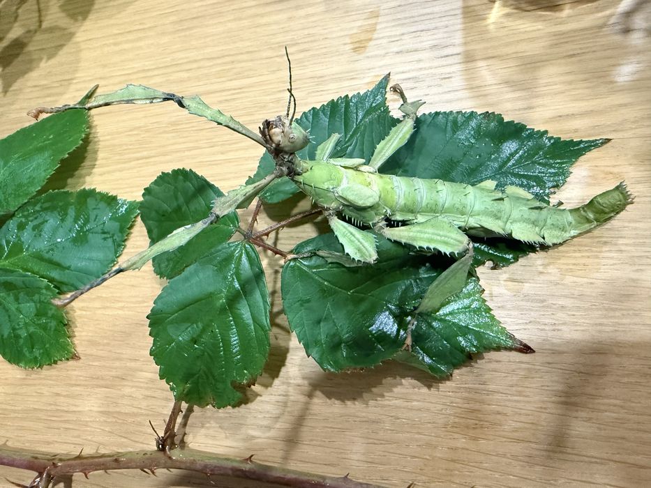 15 jaj straszyków australojskich zielonych