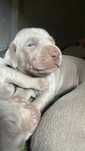 Braco Weimaraner
