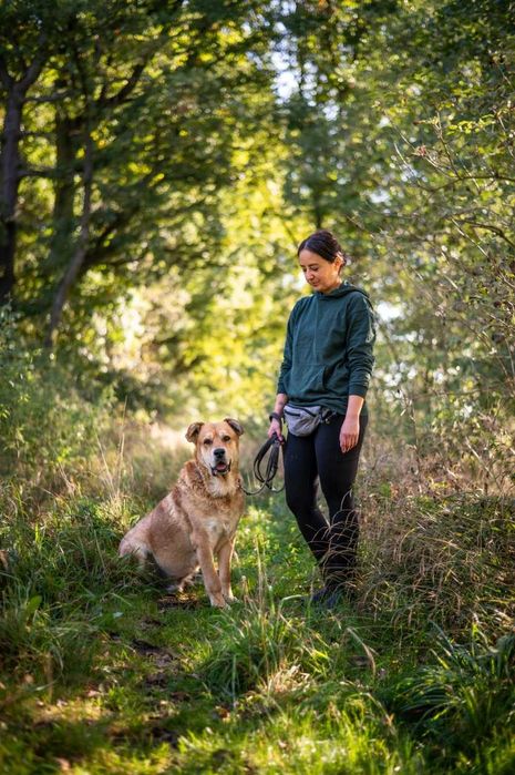 Ryan- duży, spokojny i przyjazny psiak do adopcji.