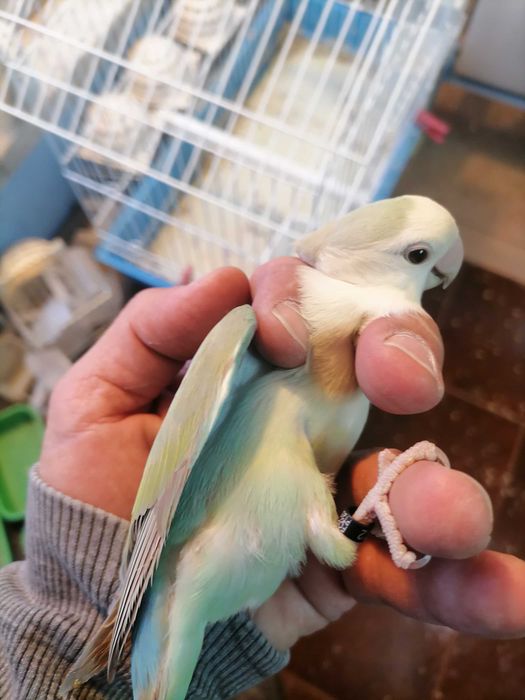 Agarponis rosicolas long.