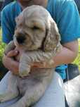 Cocker spaniel angielski