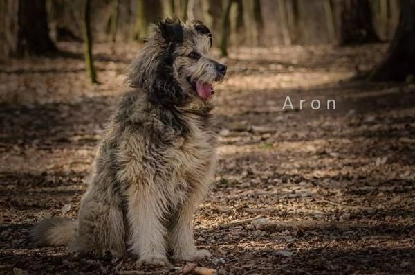 Aron czeka na dom w OTOZ Animals Schronisku Ciapkowo!