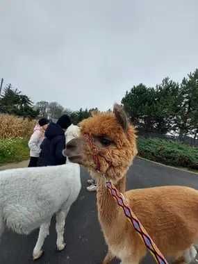 Alpaka samiec reproduktor zamiana na małego lub samicę