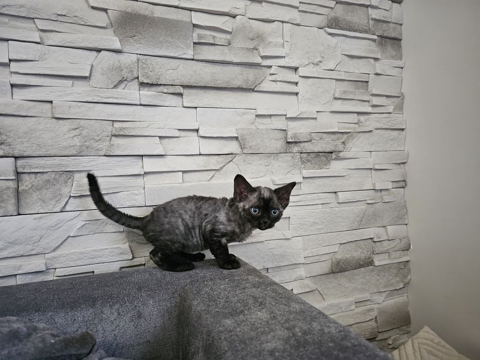 Kocięta Devon Rex, rodowód FPL