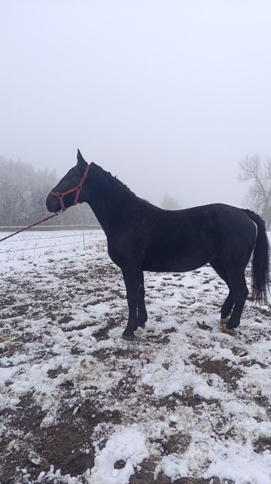 Klacz kara śląska.