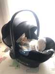 Fotelik samochodowy Cybex Gold 0-13