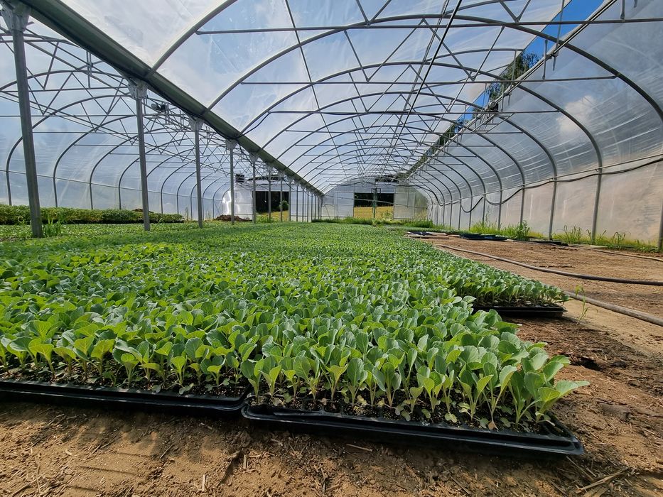 Rozsady warzyw Kapusta Por Pomidor Dyno