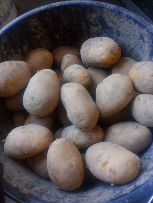 Ziemniaki  Ekologiczne BIO z Certyfikatem