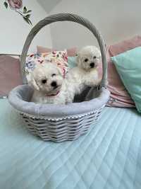 Bichon Frise / Piesek