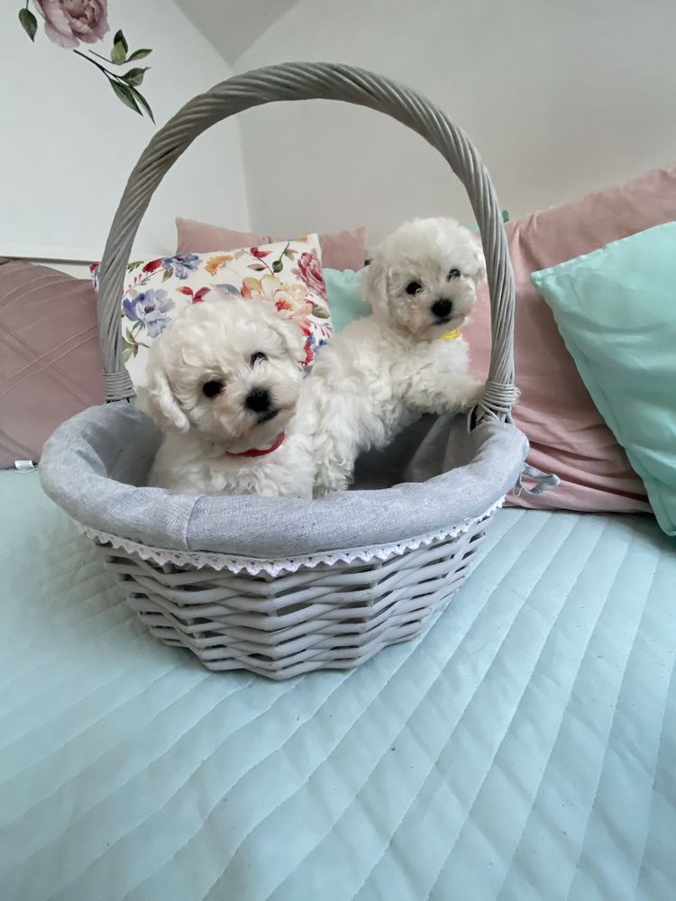 Bichon Frise / Piesek