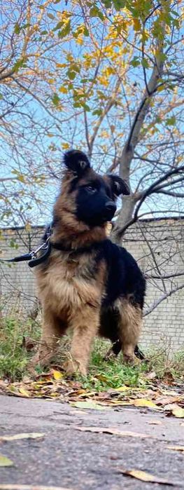 Німецька вівчарка довгошерстна