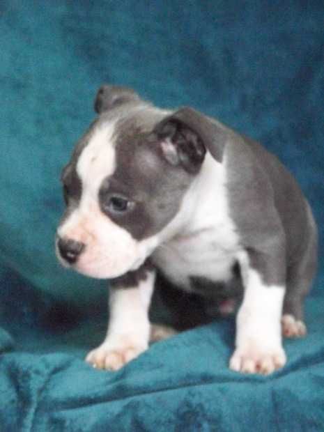 American Staffordshire Terrier Blue Amstaff Szczeniak Samiec