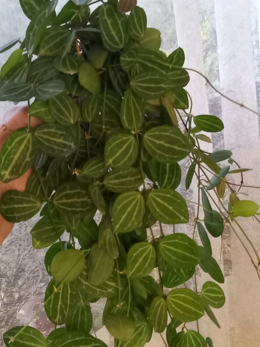 Дисхидии  Овата( Арбузики) и  Apple leaf(   Яблочки)