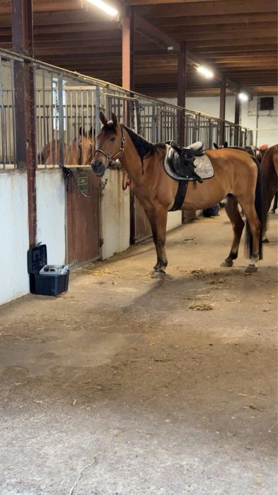 Urwis koń do dzierżawy / współdzierżawy