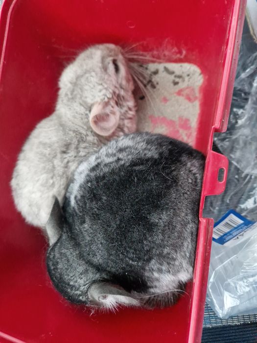 Chinchilla шиншила szynszyl beżowy kremowy i 2 standard siwe srebrne