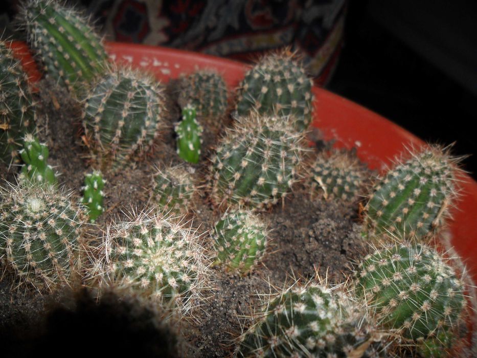 Цветущий коллекционный кактус. Цветочные часы.