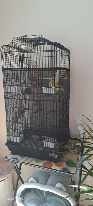 Papużki nimfy (corelle) i klatka