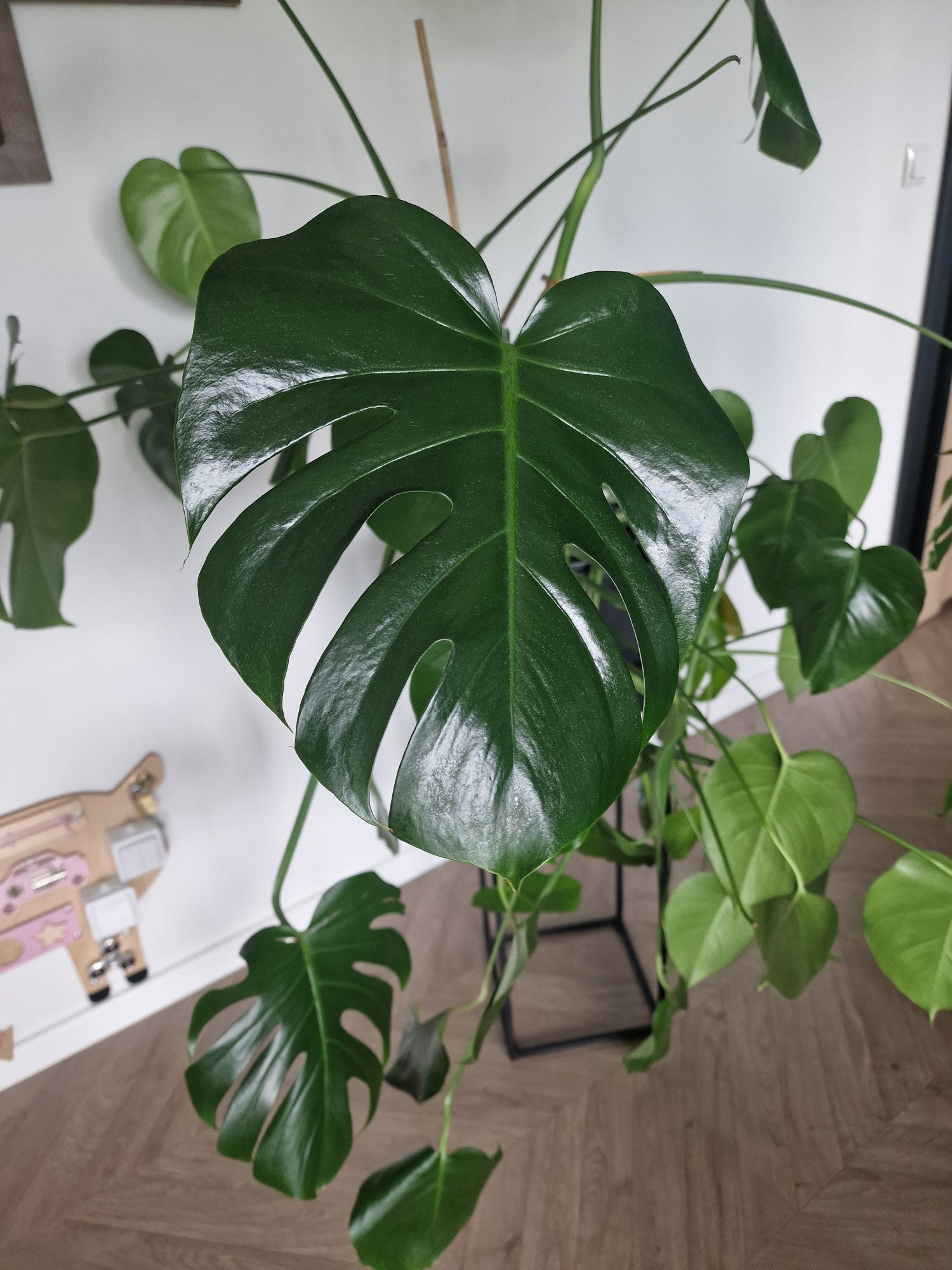 Kwiat doniczkowy Monstera