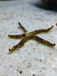 Rozgwiazda, Common Star Fish Morskie