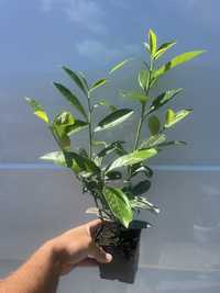 Laurowisnia Novita,Caucasica,Rotundifolia,Etna 50cm żywopłot Thuja