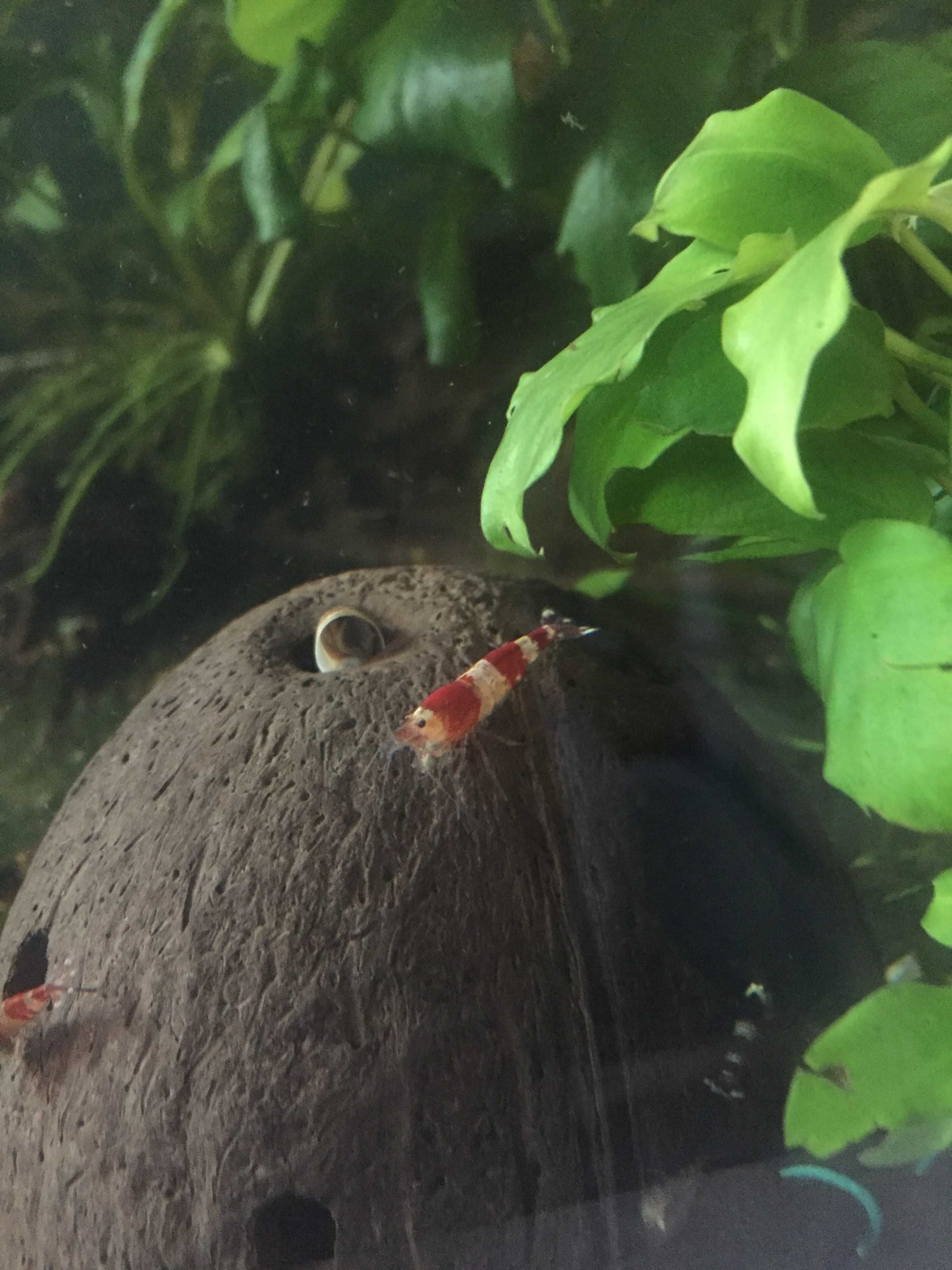 Crystal Black Shrimp (Caridina Cantonensis, A-S GRADE)