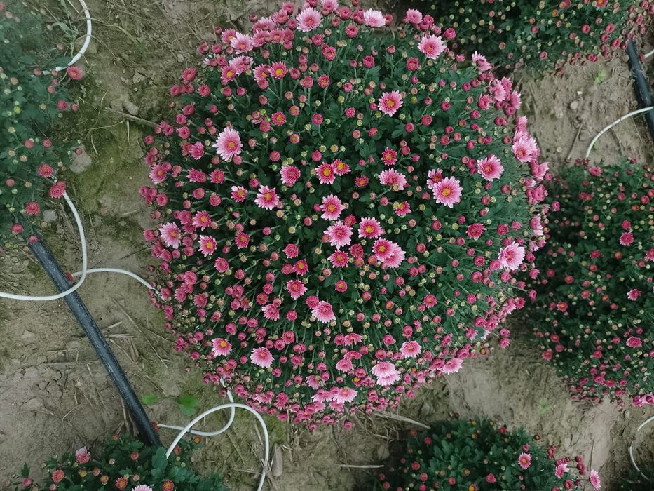 Chryzantemy drobnokwiatowe chryzantemy grubokwiatowe kwiaty Dąbki