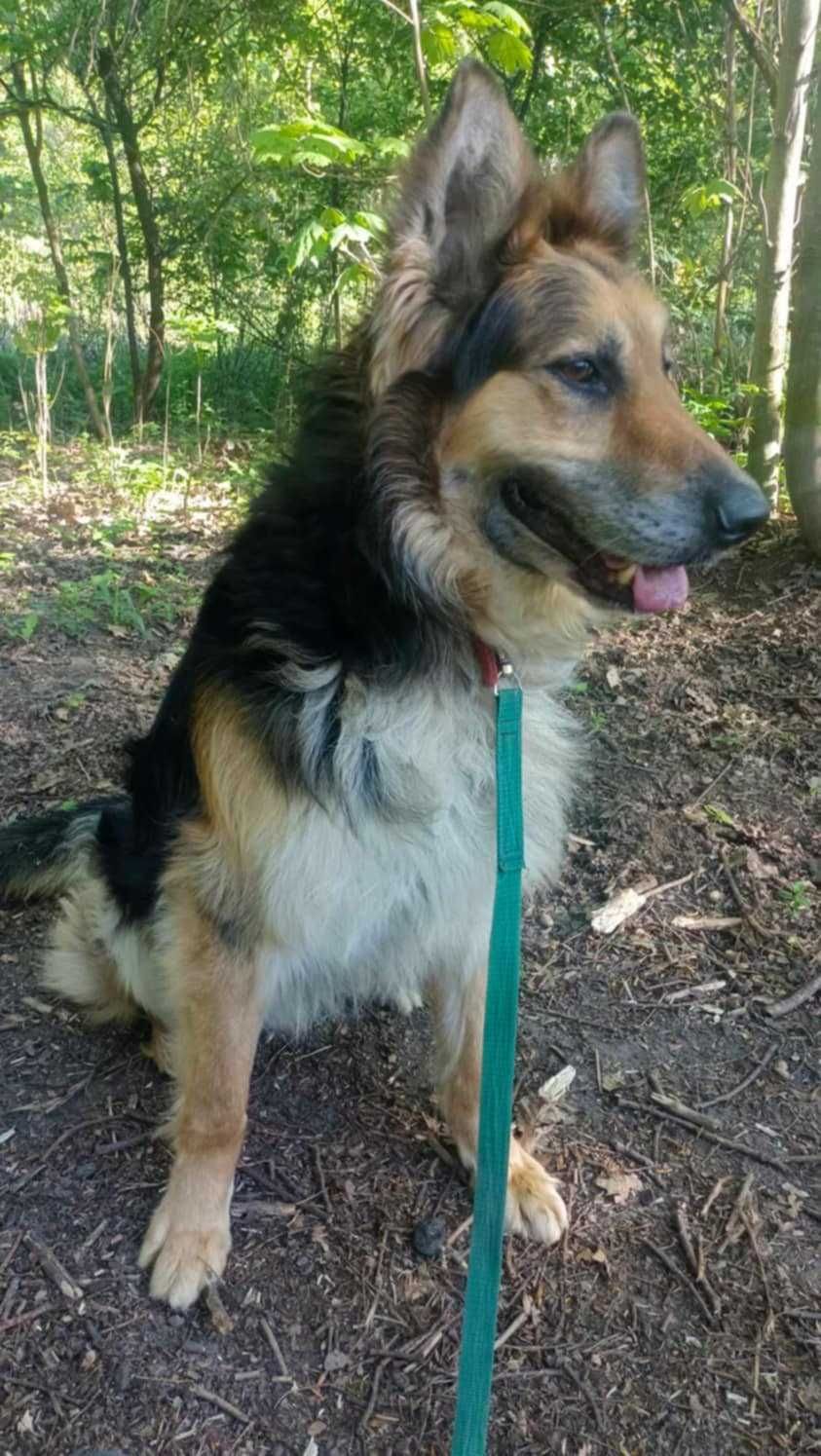 owczarek mix Pezet szuka domu schronisko Zgierz -aktualne