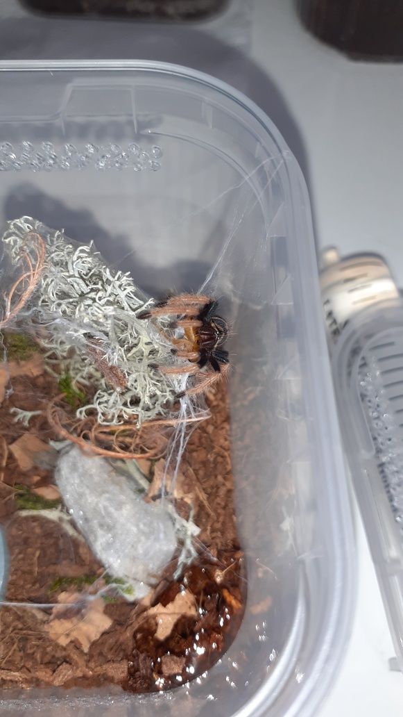 Zestaw startowy dla chromatopelma cyaneopubescens l2