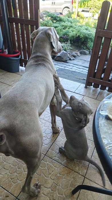 Szczeniak Wyżeł WEIMARSKI- Mikołajkowy odbiór