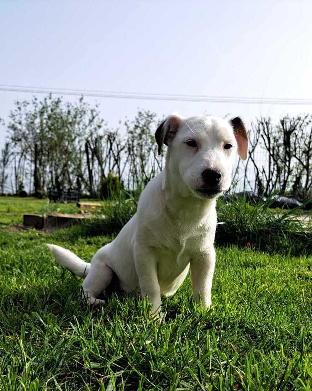 Jack Russell Terrier piesek rodowód