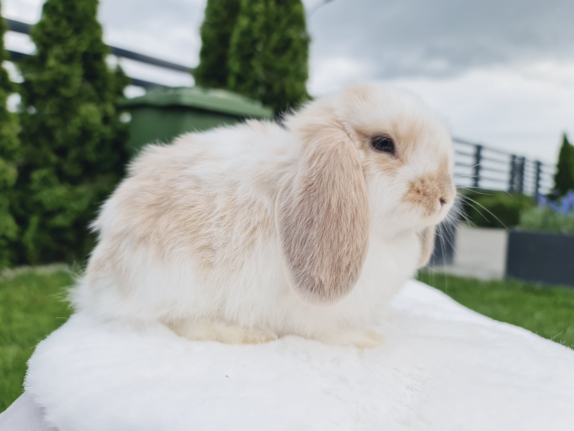 Mini lop królik króliczek miniaturka samiczka hodowla czip