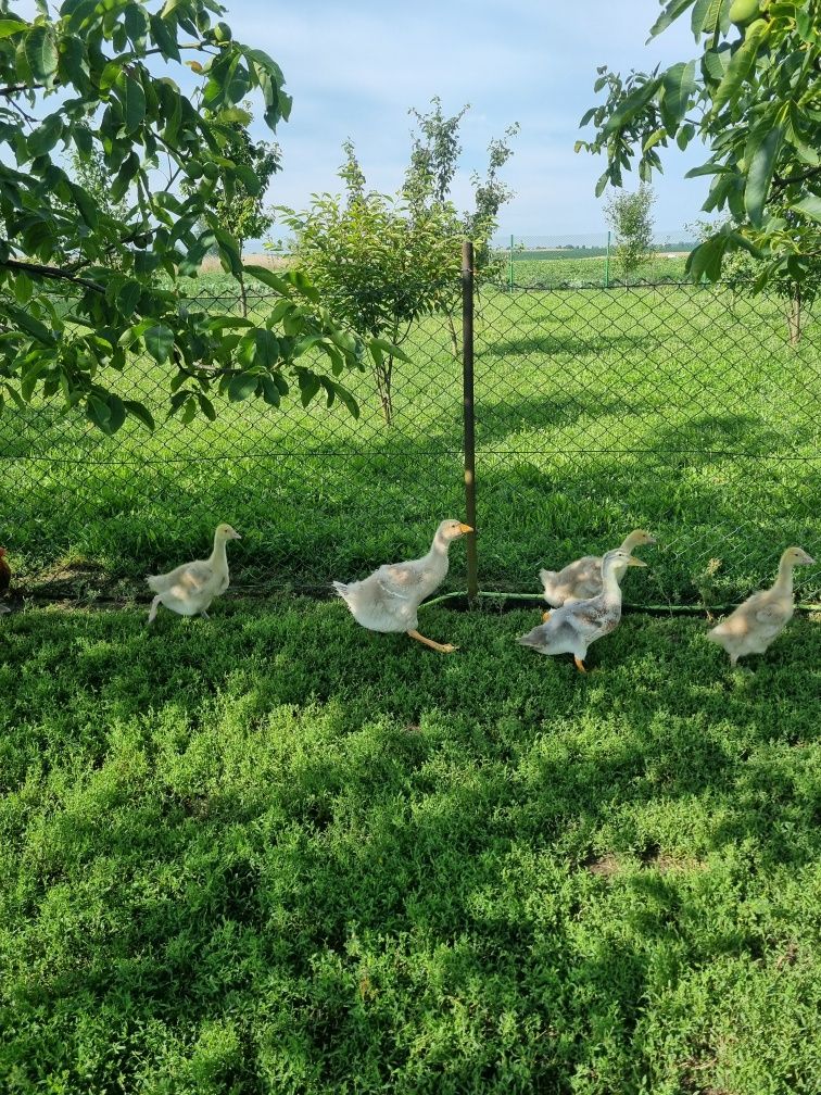 Gęsi tuluskie tuluska pisklaki