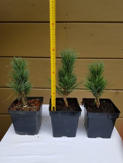 pinus sylvestris Fastigiata sosna pospolita Fastigiata