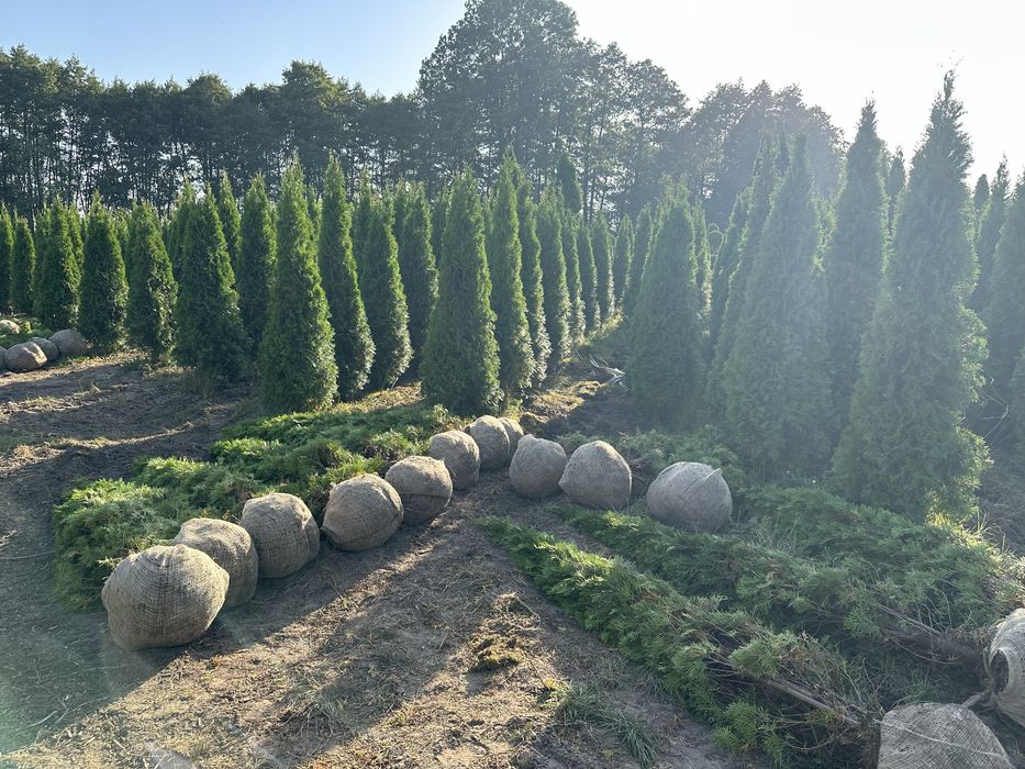 Tuja Szmaragd 250-270cm na żywopłot