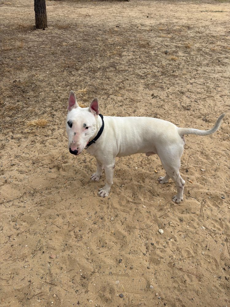 Dá-se Bull Terrier
