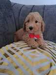 Maltipoo uroczy chłopczyk