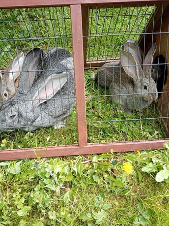 Młode króliki Belgijskie