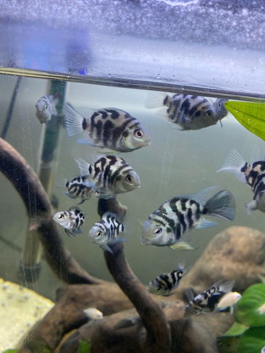 Peixes papagaio anões   blue