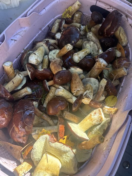 Grzyby podgrzybek / czarny łepek